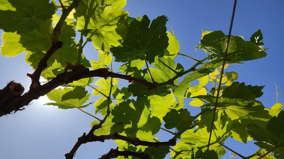 Combate ao oídio na fruticultura exige investimento em prevenção