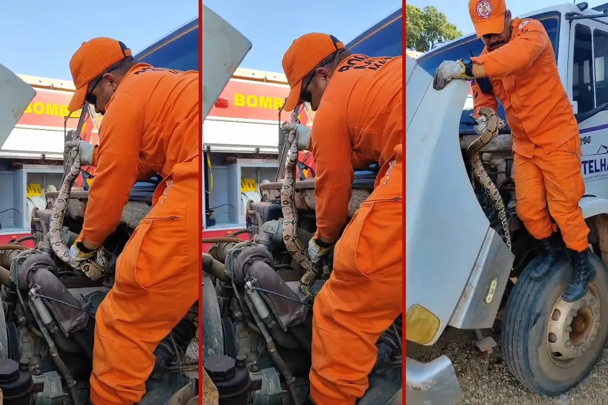 VÍDEO: jiboia de 1,5 metro é encontrada escondida no motor de caminhão em MT