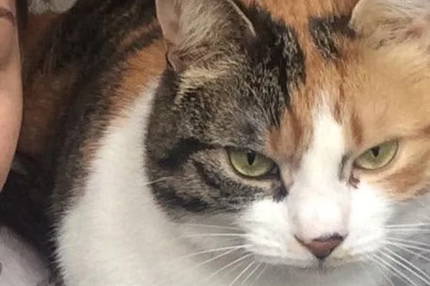 Cat missing for a decade finally comes home on owner's birthday