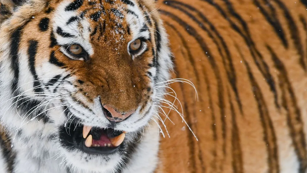 England: Tödlicher Vorfall im Zoo: Mann betritt Tigergehege und stirbt