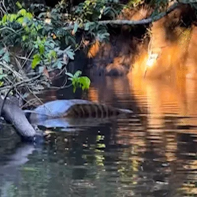 Pescadores dão de cara com sucuri gigante e de barriga cheia em Jardim
