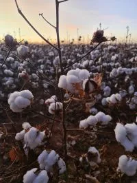 Coamo anuncia arrendamento de unidades agrícolas no Paraná