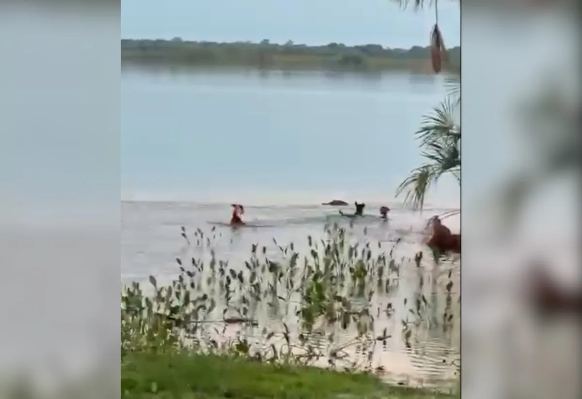 Três cães acuam jacaré em lago no TO, mas réptil dá bote, pega um dos animais e desaparece na água; VÍDEO