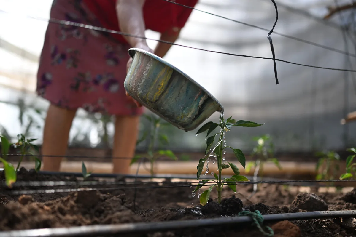 “No quedará nada”: la sequía por El Niño golpea las zonas rurales de El Salvador