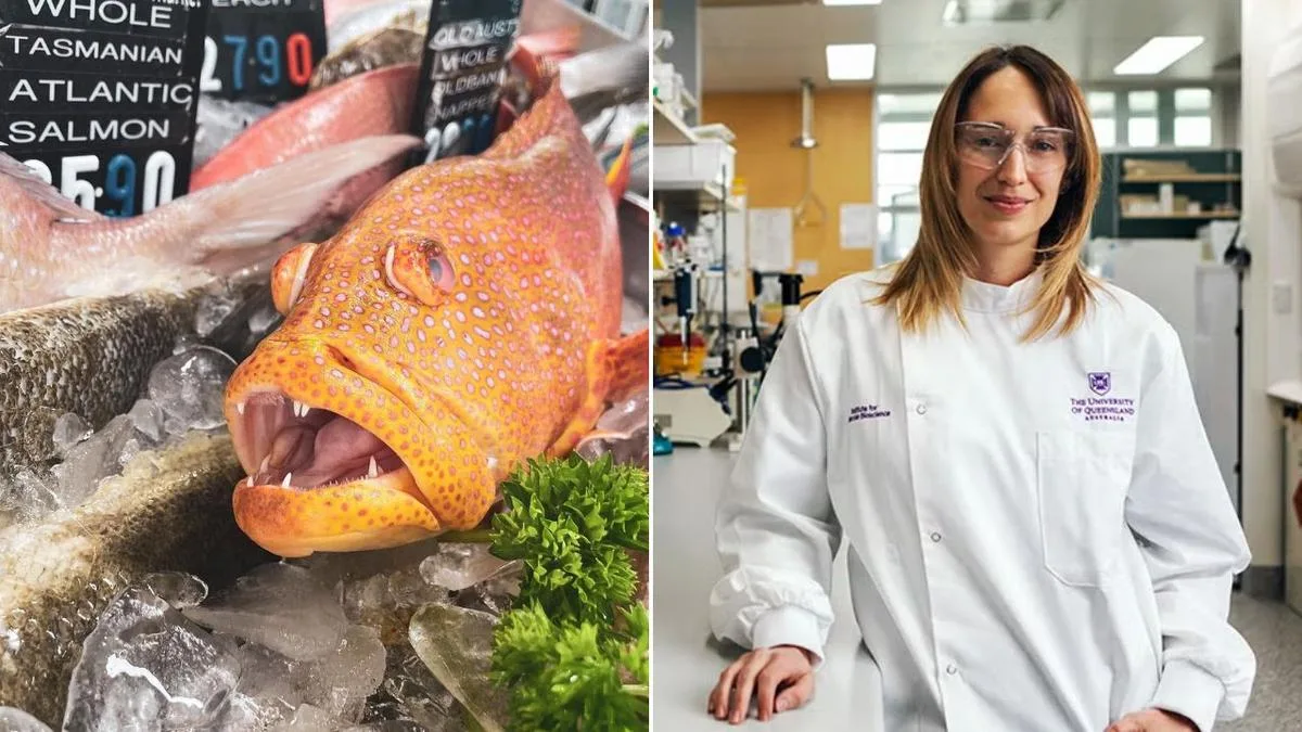Ciguatera poisoning warning after Queensland couple falls ill after eating fish