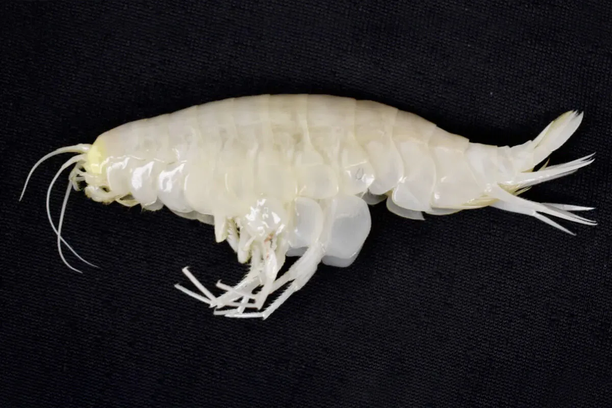 É do tamanho de uma baguete e parece um camarão. Vai uma trinca?
