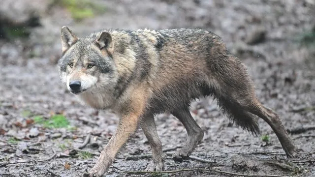 Wolfsnachwuchs: Neues Wolfsrudel im Südwesten - Welpe gesichtet
