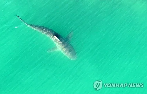 "부캉이 보러왔어요"…부산 북항·시민공원 나들이객 북적
