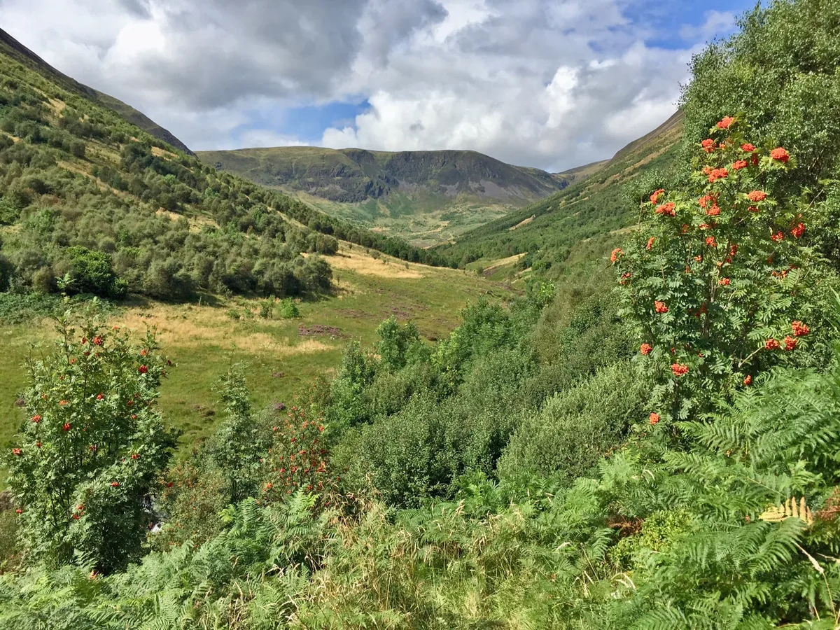 Carrifran, el valle escocés donde se han replantado 750.000 árboles nativos en 26 años gracias a un arco de caza del Neolítico que guio la transformación histórica