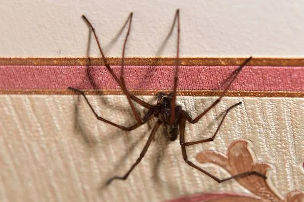 Spiders looking for sex in your home 'stay out if you use 1 smell they can't stand'