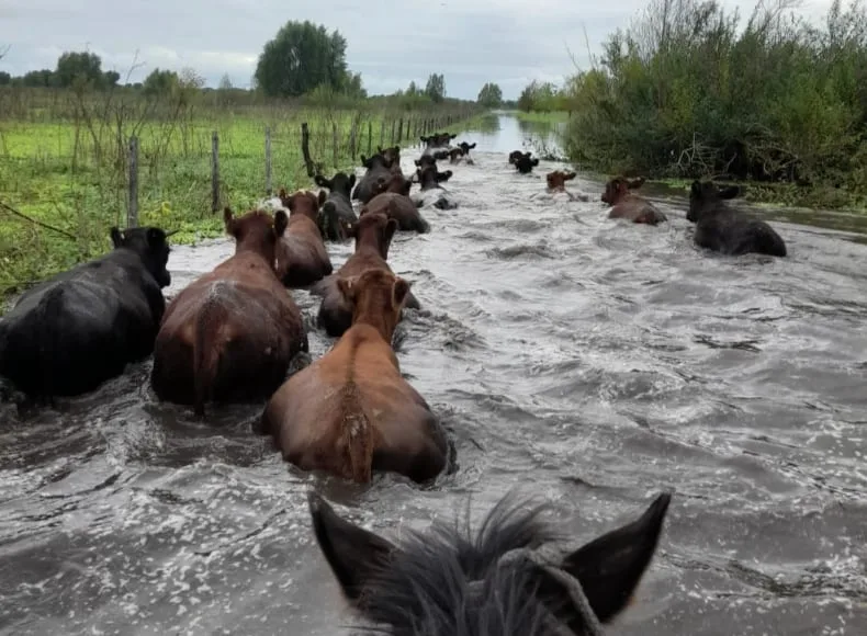 “Va a pasar algo fuerte”: por el Súper Niño, en el Delta así apuran el traslado de hacienda