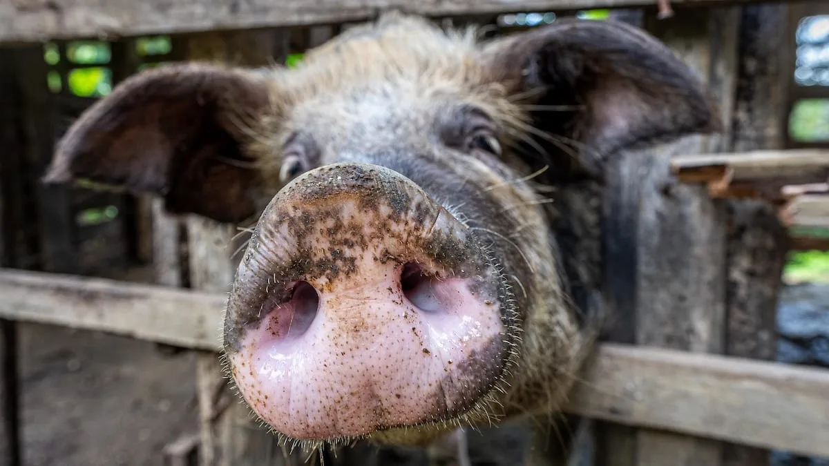 Kuriose Redewendung - Warum sagt man „schwitzen wie ein Schwein“?