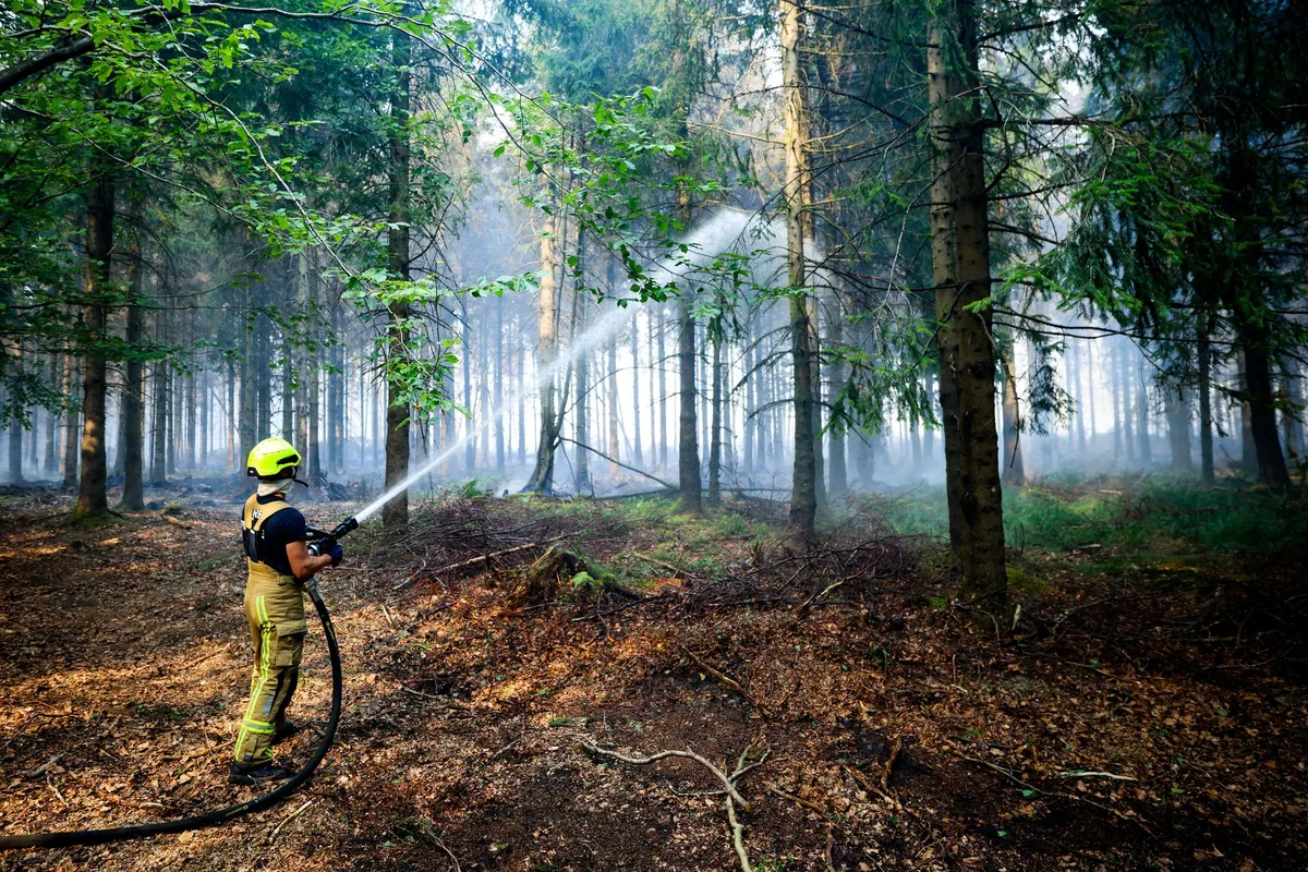 Feux de forêt : pourquoi les pays du nord de l’Europe sont de plus en plus exposés