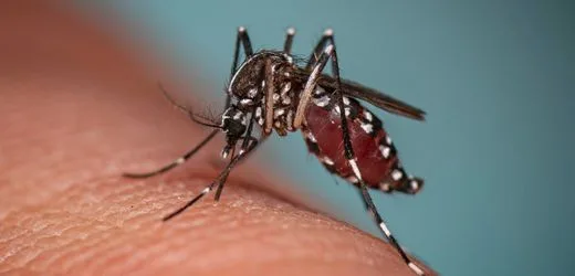 Malaria nahe Frankfurter Flughafen – Anwohner nach Infektion gestorben