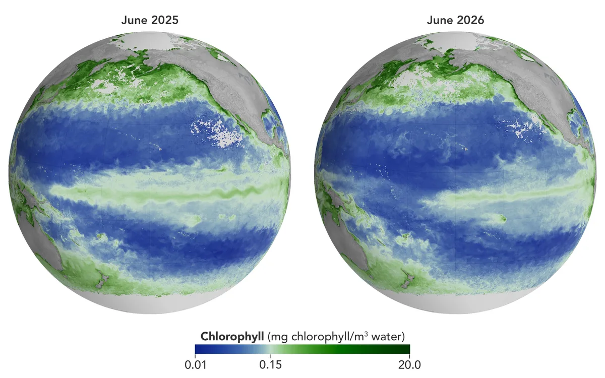 ANTES E DEPOIS: veja como o El Niño já afetou a vida marinha no Pacífico, em imagens de satélite