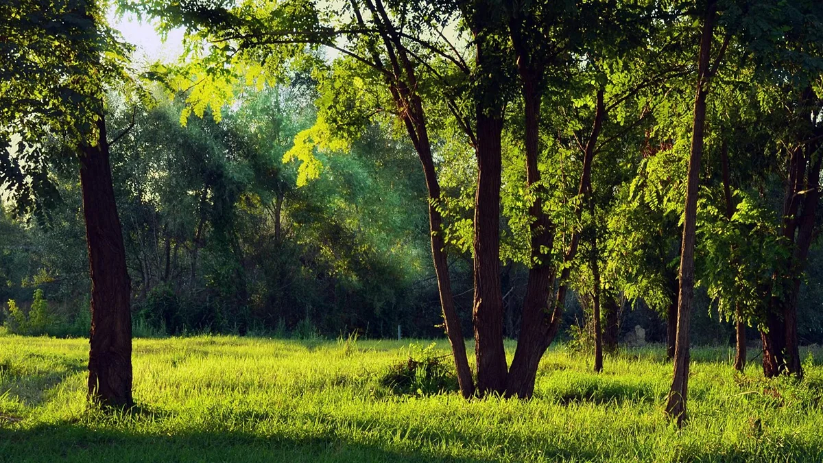 Portugal entrega à Comissão Europeia projeto do Plano Nacional de Restauro da Natureza