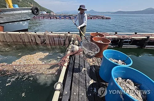 경남 남해안 양식어류 고수온 피해 252억원…역대 두번째 규모