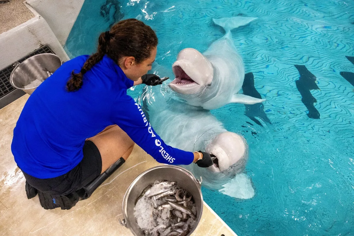 Two beluga whales die at Chicago aquarium including one rescued from shuttered Canadian theme park