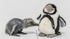 King penguin chick hatches in UK heatwave