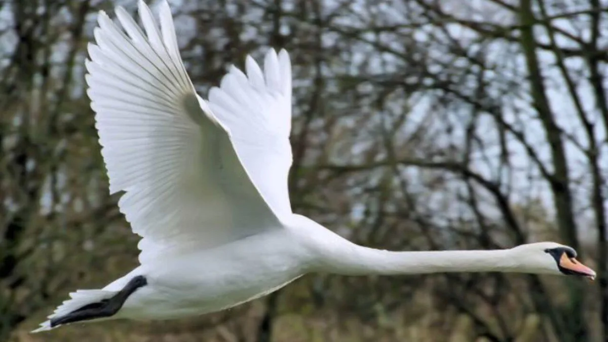 In 1962, 5 Swans escaped a Maryland estate; 40 years later, about 4,000 threatened the Bay