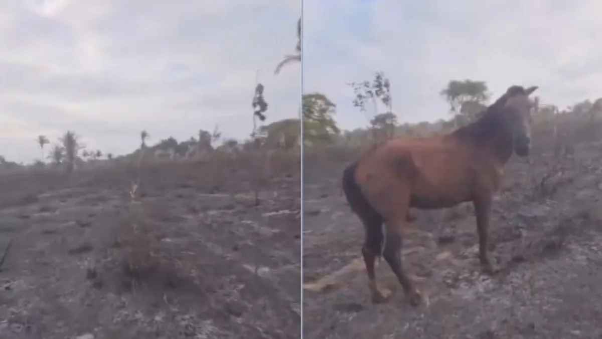 Incêndio em Sítio Novo mata 5 animais e deixa cavalo com queimaduras