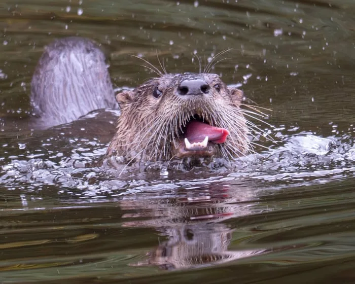 US woman gets 38 stitches after being bitten by otter in Lake Tahoe