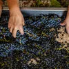 Governo cria nova linha de crédito de 110 milhões de euros para produtores vinícolas