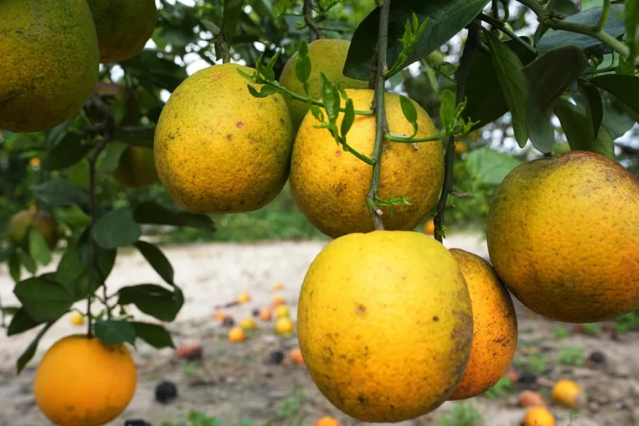 ‘Seasonal’ tariffs would make America's food supply less secure