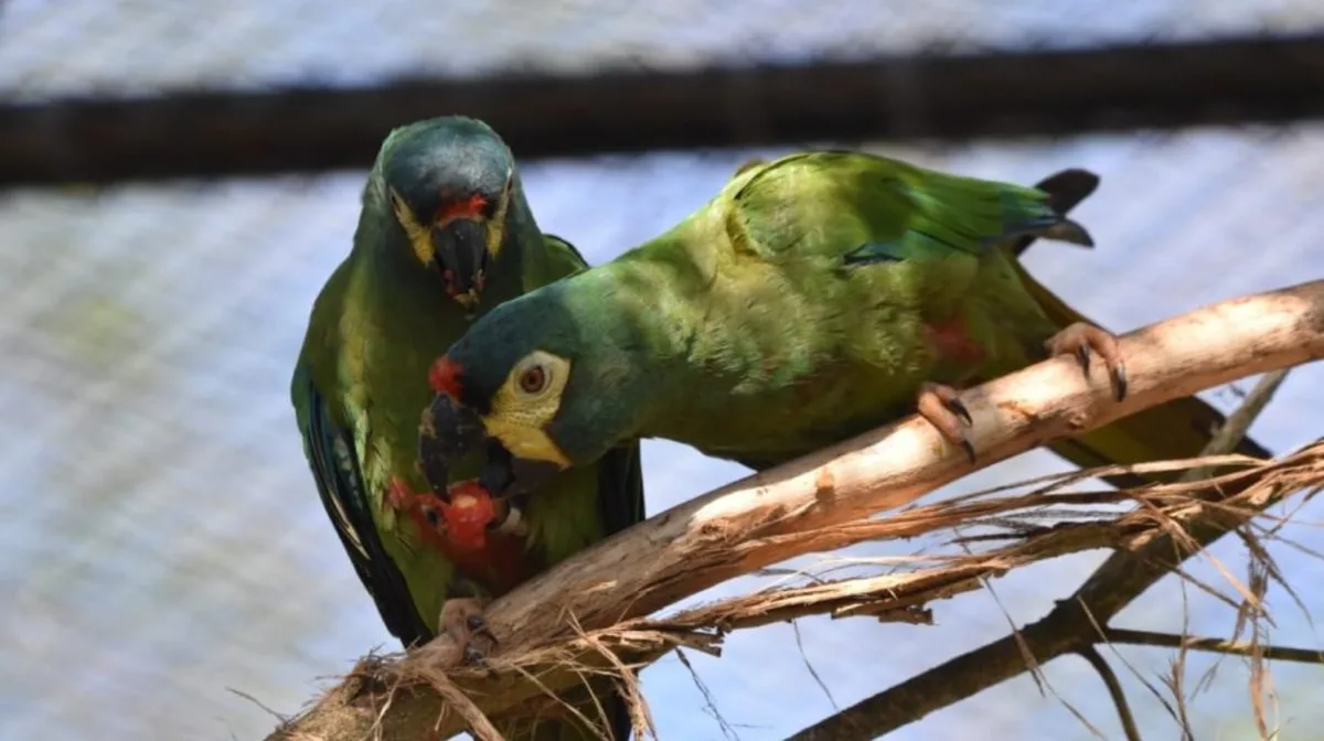El proyecto que busca devolver al país una especie de loro que desapareció en 1988 y que ya tiene 11 ejemplares en entrenamiento