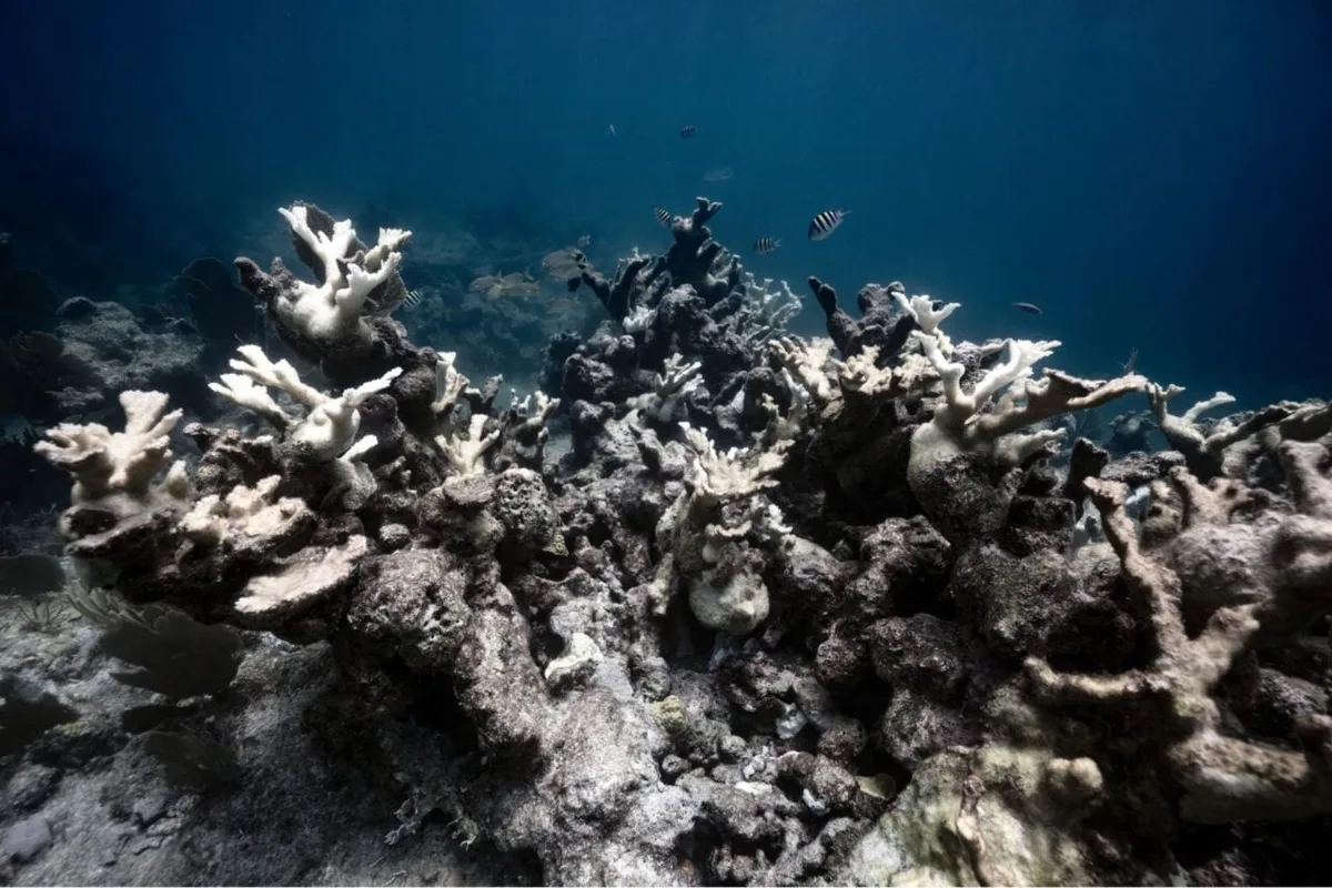 Stanford Just Figured Out How to Lead Dying Coral Reefs to a ‘Fast and Full Recovery’