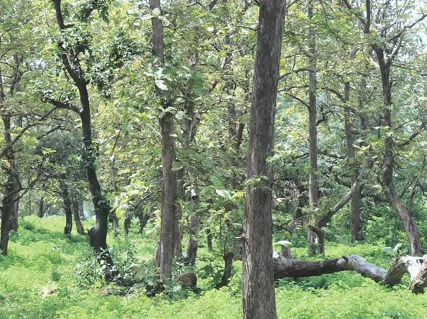 Industry seeks wider use of degraded forests for compensatory afforestation