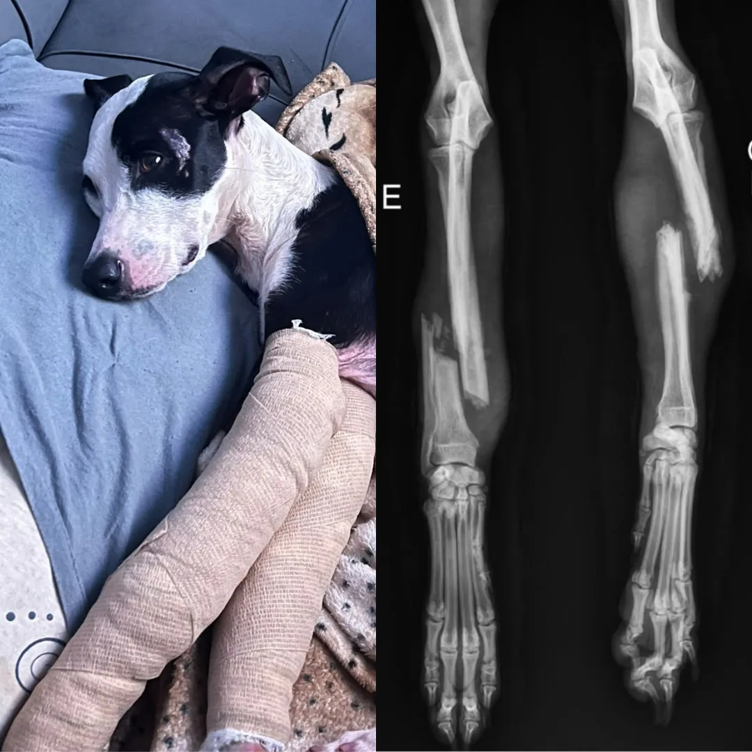 Após duas semanas desaparecido, Máscara volta para casa com patas quebradas