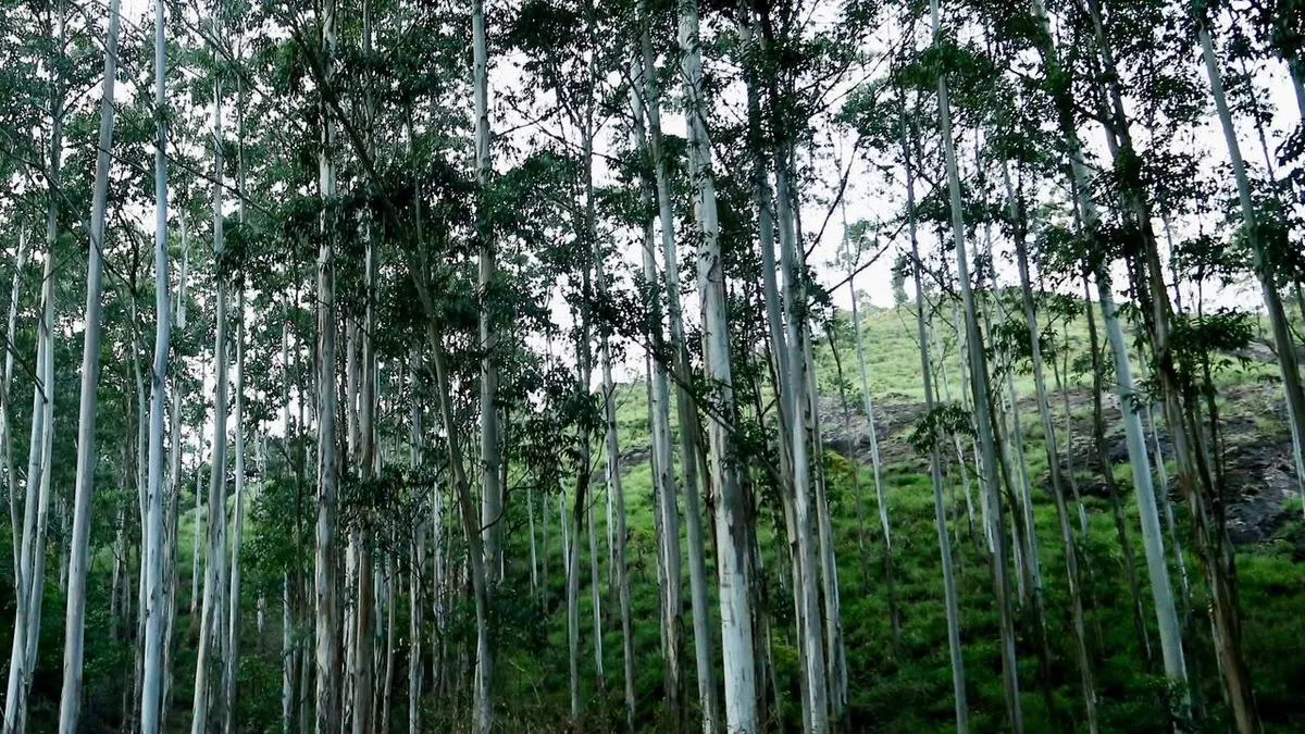Panel studying availability of elephant fodder in conflict-hit region in Idukki’s Devikulam range, say officials