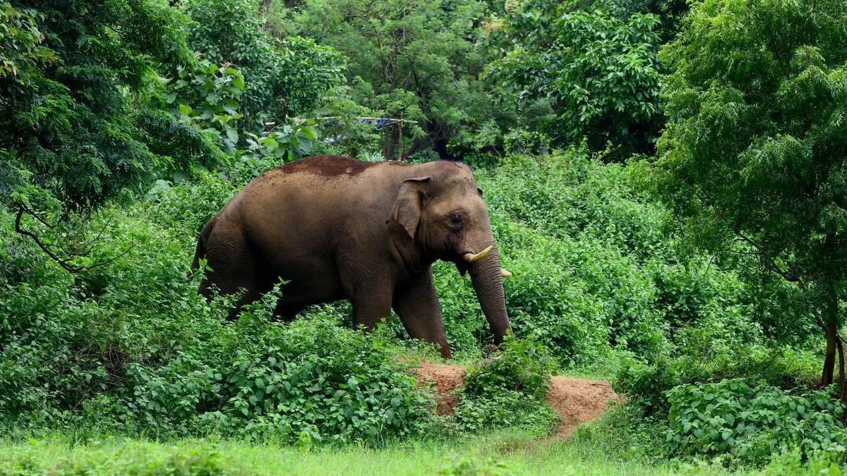 Wild elephant tramples 80-year-old woman to death in Keralam