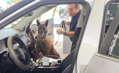 Agente canino localiza 176 mil dólares escondidos en auto que cruzó de EU por Tijuana; detienen a una mujer