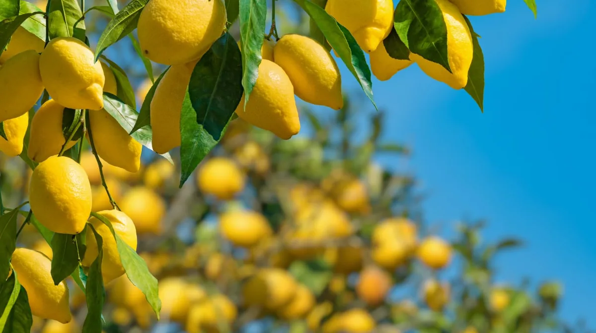El secreto más poderoso de los jardineros para los limoneros: sólo 3 mililitros lo harán explotar de flores y frutos