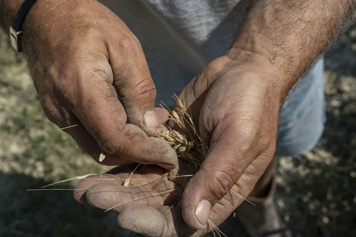 Four firms control more than half of the world’s seed supply. Italian farmers are fighting back and returning to the bartering system