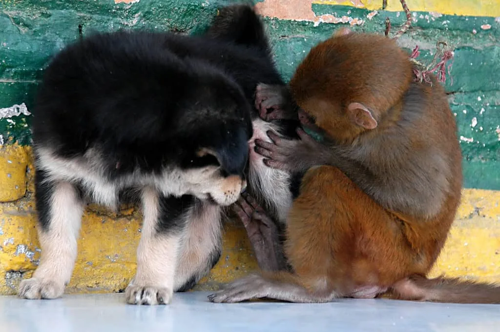 Macacos e outros primatas criam vínculos com animais de outras espécies?