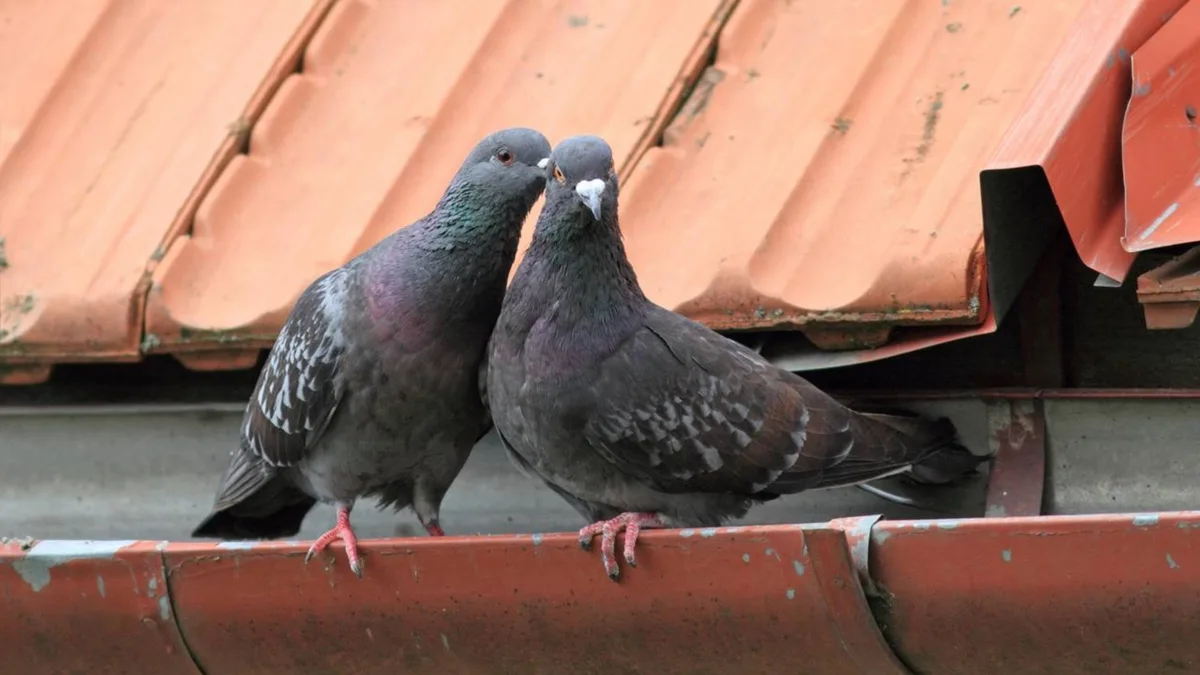 Adeus aos pombos no telhado: esse truque caseiro ajuda a manter os pássaros longe do jardim