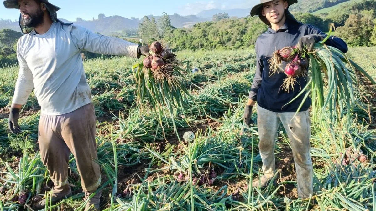 Capital Nacional da Cebola inicia safra com expectativa de colher 120 mil toneladas em SC