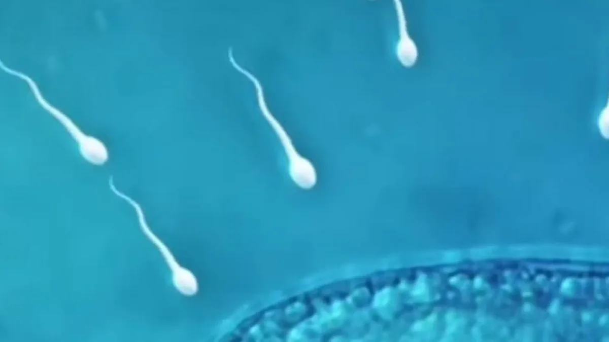 Ni menos testosterona ni peor esperma: un estudio alivia, por ahora, la inquietud masculina por tomar Ozempic y otros fármacos GLP-1