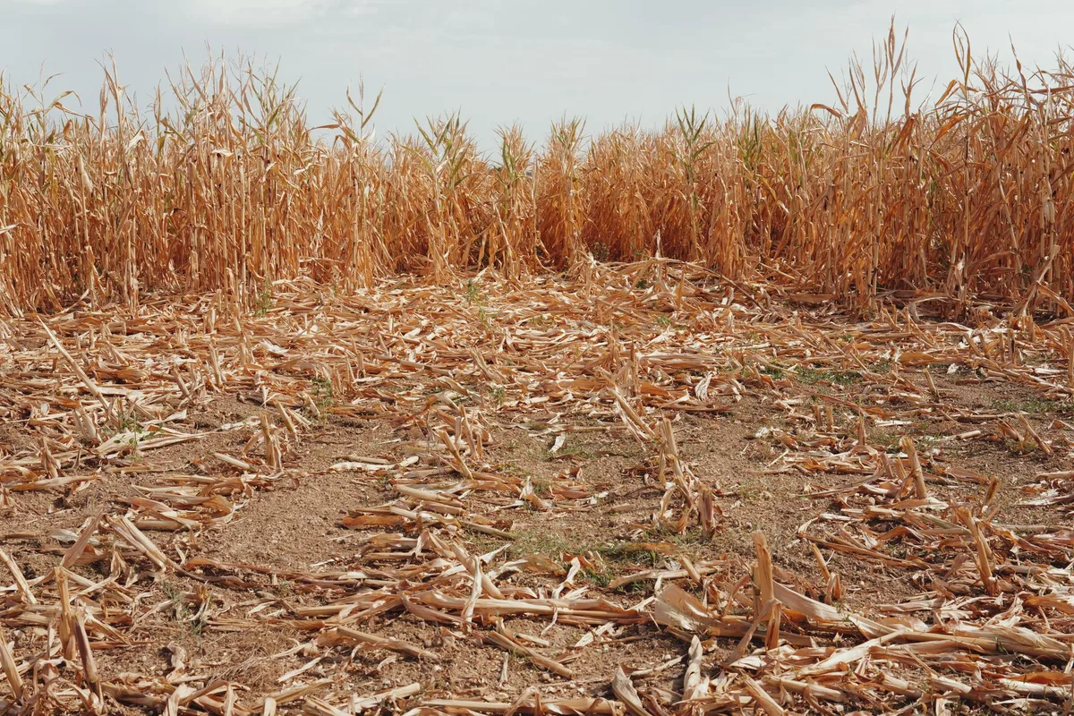 L’agriculture accablée par la sécheresse : « Stocker l’eau est un pari très risqué sur l’avenir »