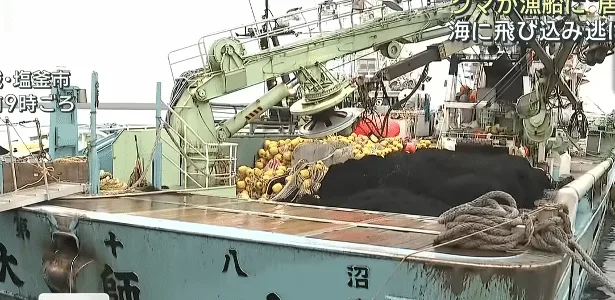 Urso invade barco de pesca no Japão e deixa tripulação 'presa' por 4 horas