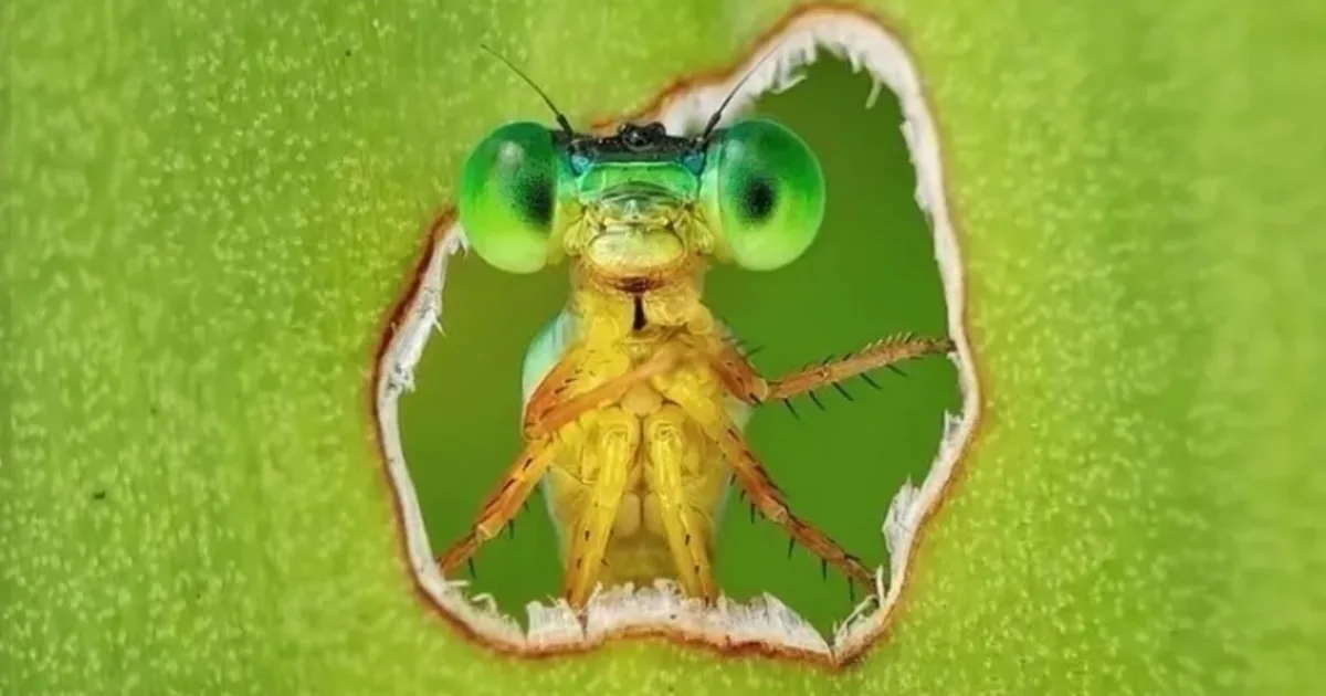 Eligieron la foto del año de la biodiversidad: una libélula curiosa