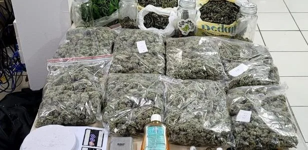 Homem é preso com 200 pés de maconha e alega cultivo medicinal em SC