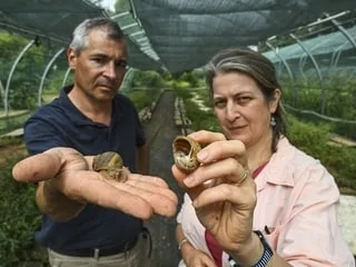 Ces éleveurs d’escargots vont arrêter leur activité en raison des canicules et « des augmentations de toute part »