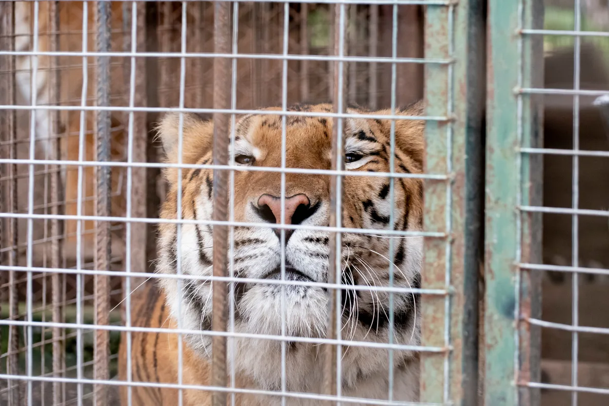 En un traslado sin precedentes, 30 felinos dejan el exzoo de Luján rumbo a dos santuarios en el exterior