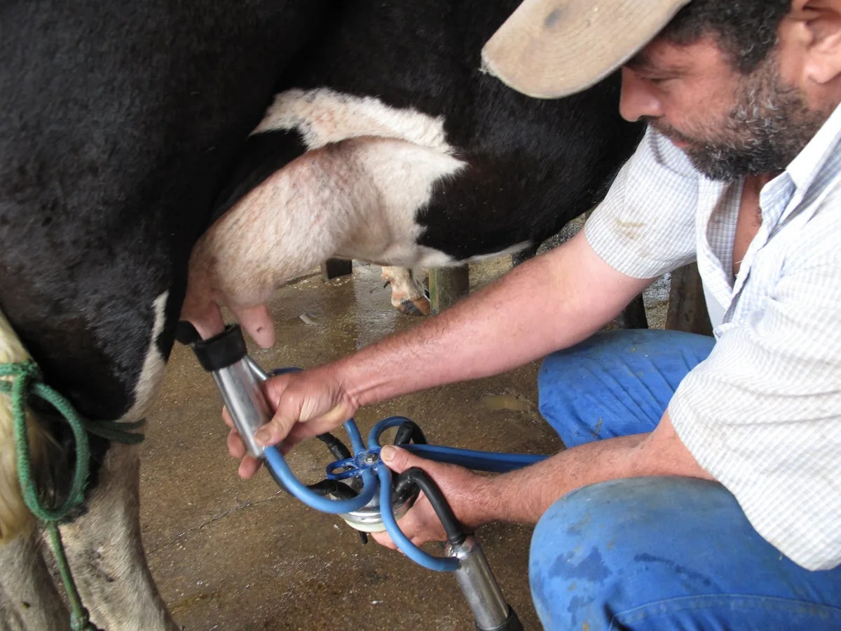 ‘Língua eletrônica’ detecta resíduos de antibióticos no leite de vaca e cabra