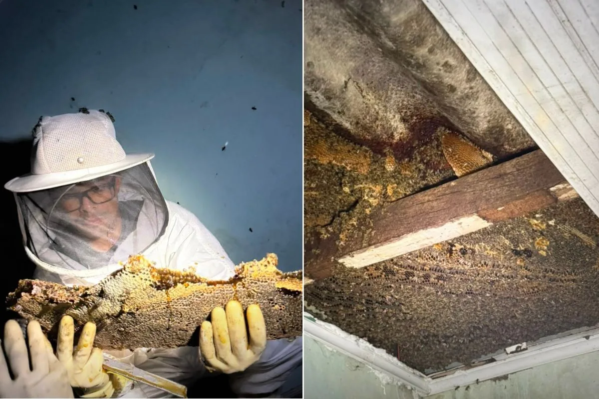 Abelhas africanizadas atacam moradores e colmeia de 'grandes proporções' é removida no litoral de SP