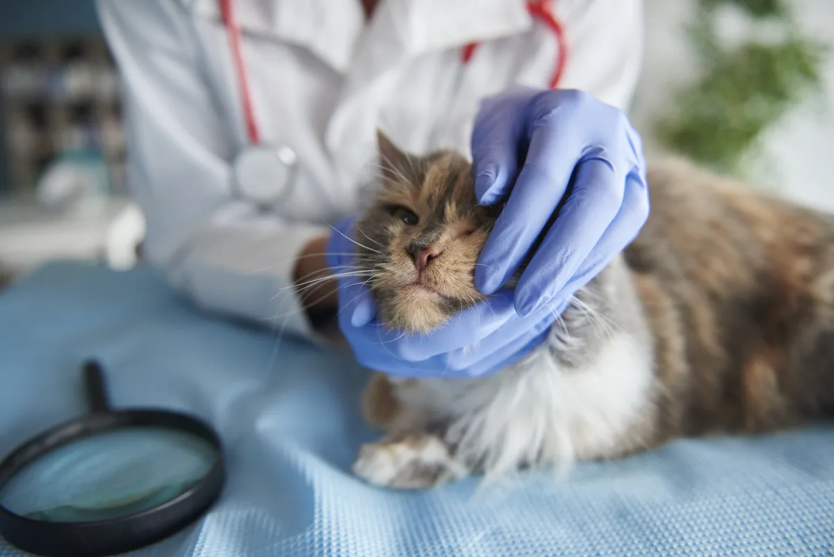 Qual a melhor maneira de dar comprimido para gatos?
